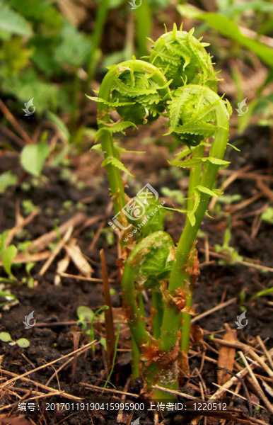 施普靈河的小提琴頭