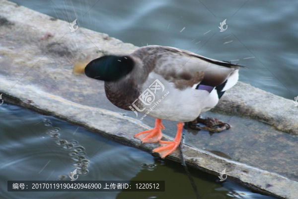 抖掉