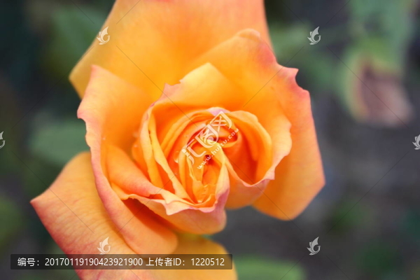 玫瑰