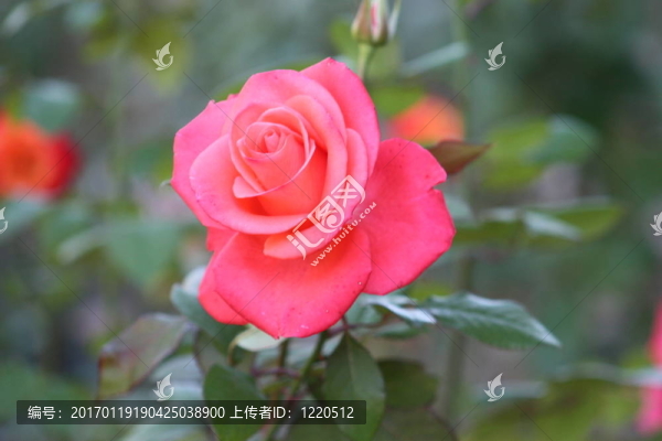 粉紅色的玫瑰