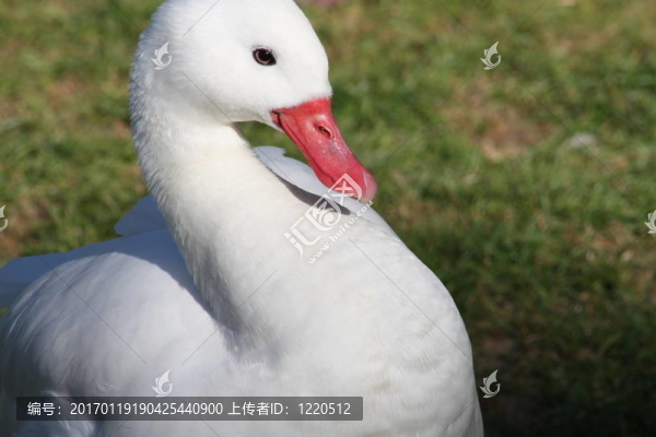 白色的鳥