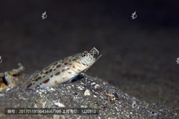 華麗的shrimpgoby