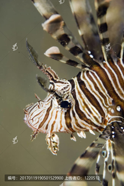 獅子魚(yú)