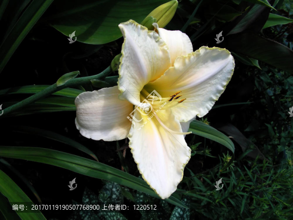 萱草