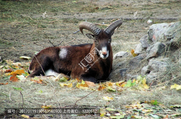山羊