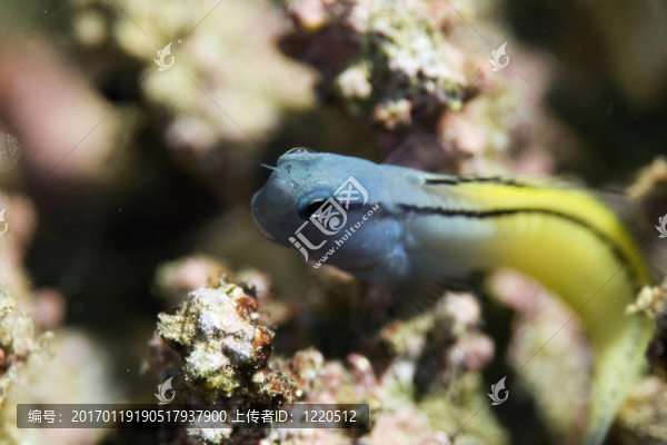 模仿粘魚