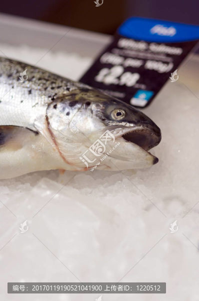 新鮮的魚