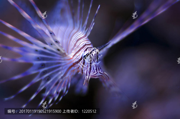 獅子魚或傅滿洲P