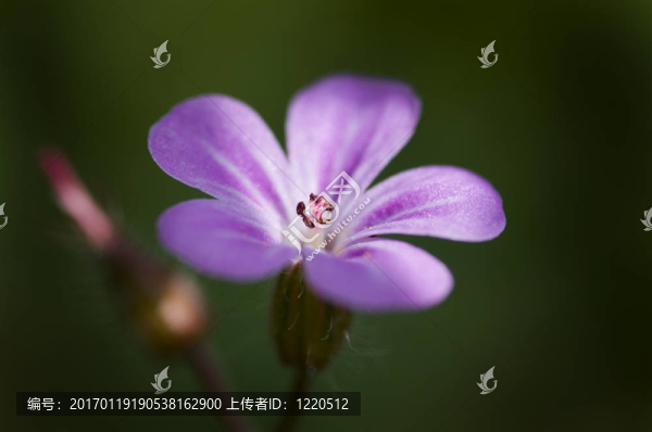 淡淡的花