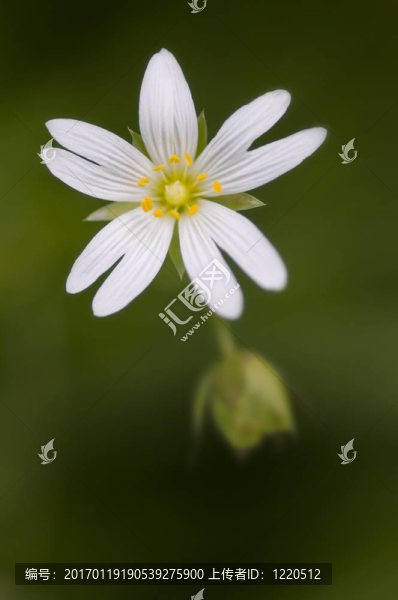 淡淡的花