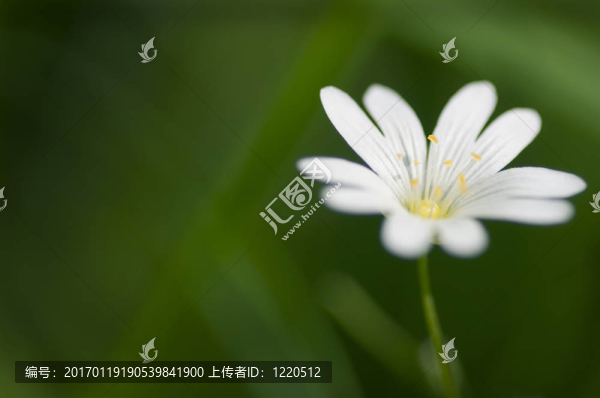 白色
