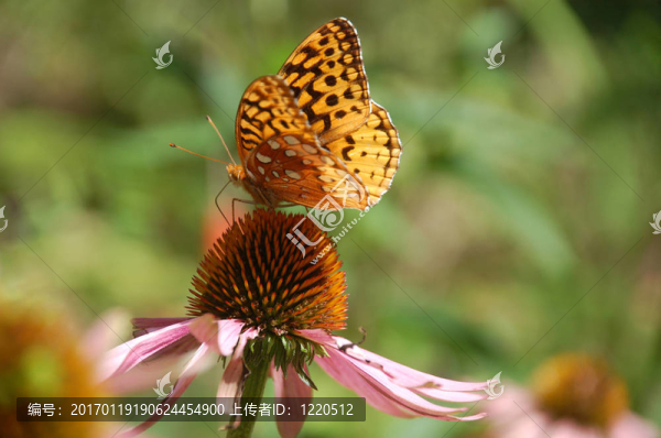 翅膀在一個(gè)圓錐形的花上擴(kuò)散
