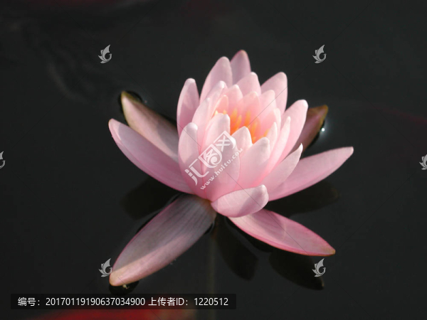水百合