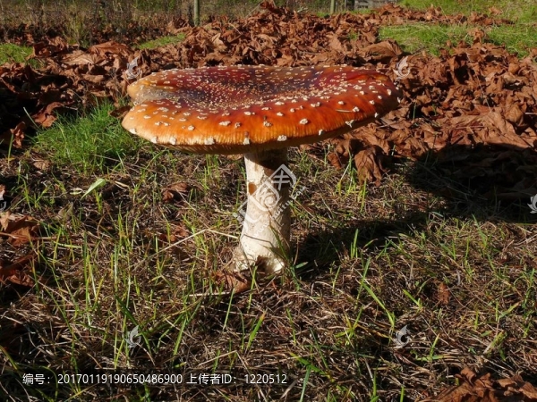 粉木耳