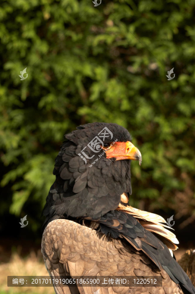 短尾雕terathopius,ecaudata