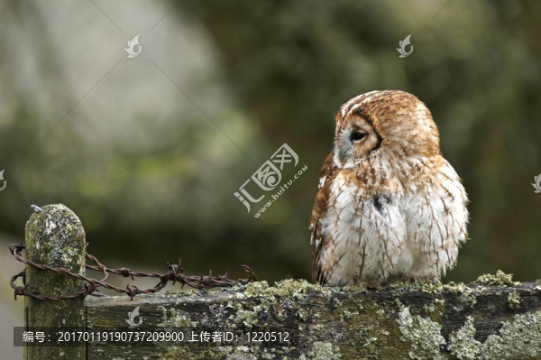 鳥和電線