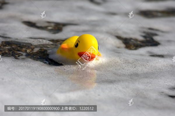 鴨子