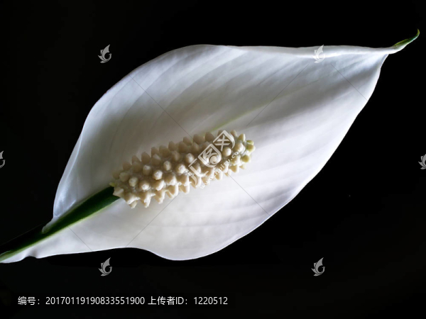 馬蹄蓮