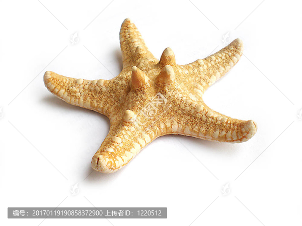 海星
