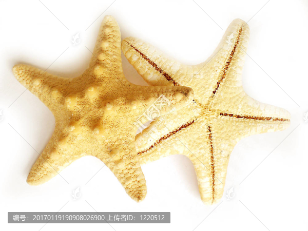 海星