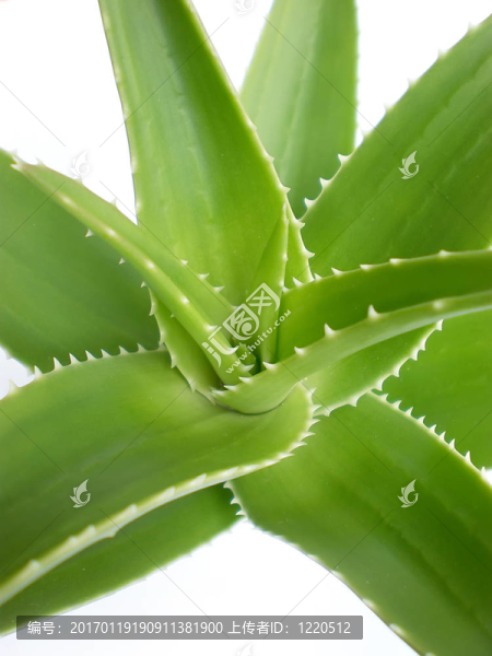 蘆薈