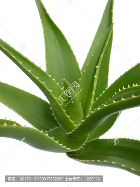 蘆薈