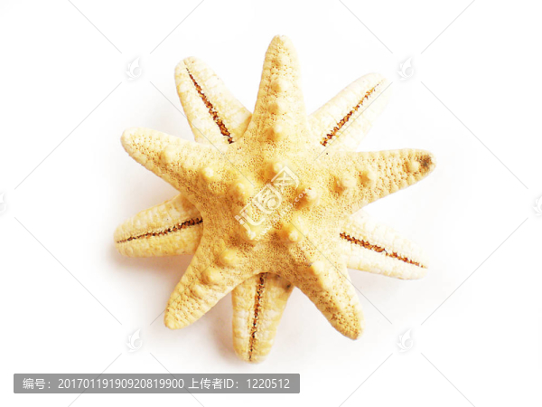 海星