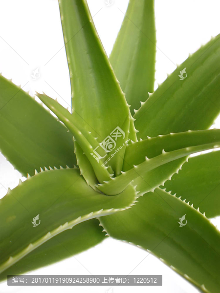 蘆薈