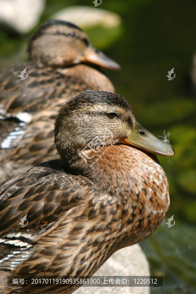 馬亞爾鴨子坐在石頭