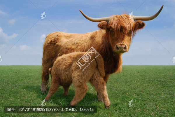 高地牛