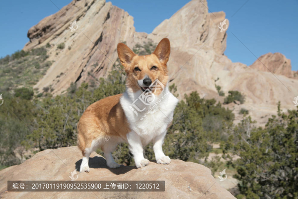 威爾士柯基犬