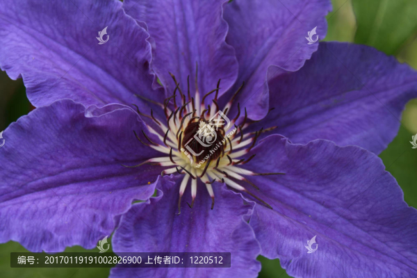 鐵線蓮