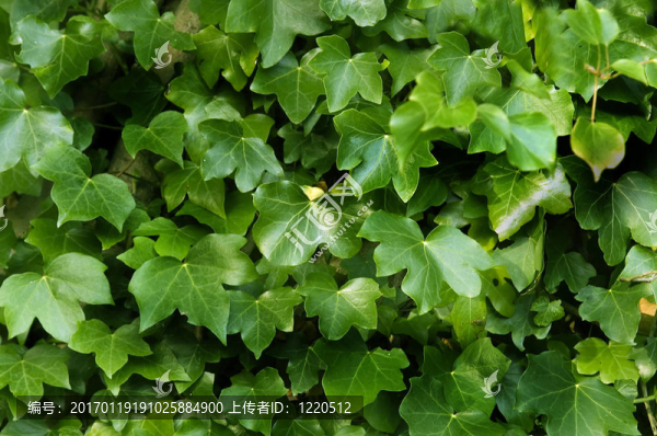 常春藤