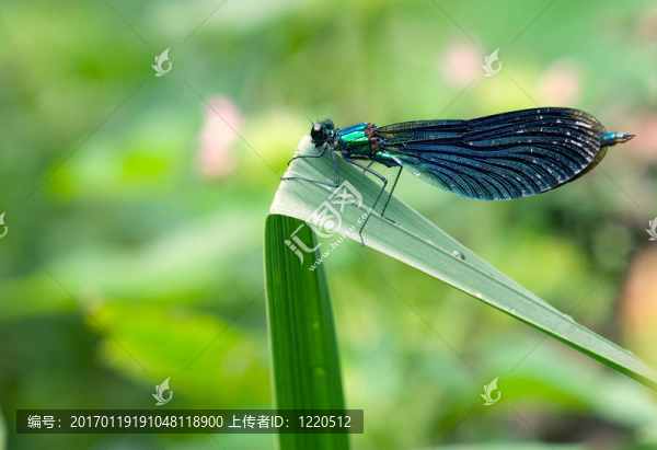 dragonfly3