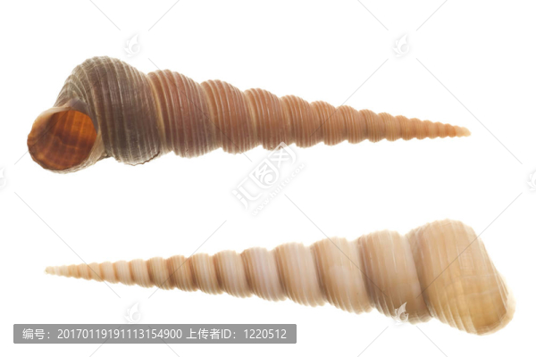 白色貝殼