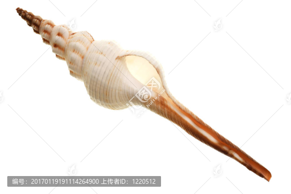 白色殼