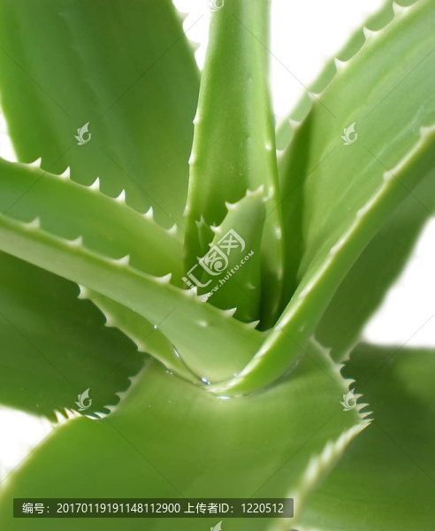 蘆薈