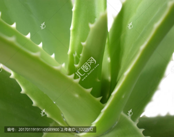 蘆薈