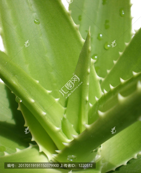 蘆薈