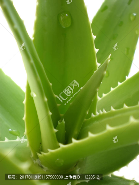 蘆薈