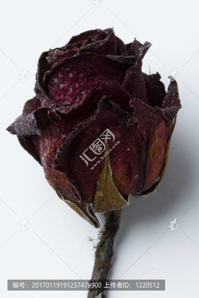 紅玫瑰干