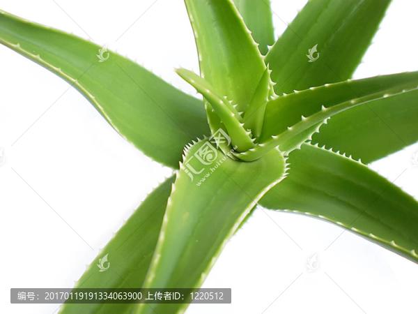 蘆薈