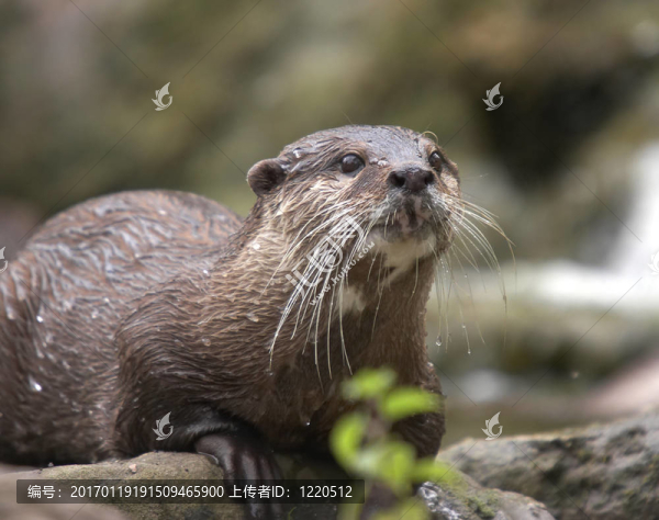 野生水獺
