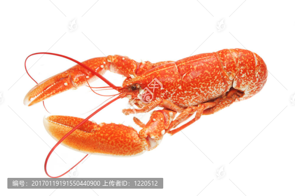 新鮮的龍蝦