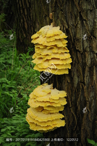 Tree,002