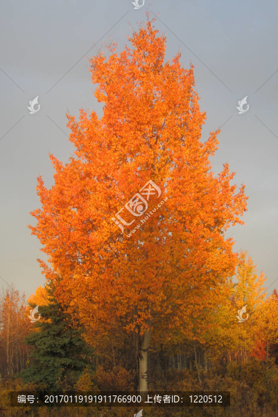 紅色的樹(shù)