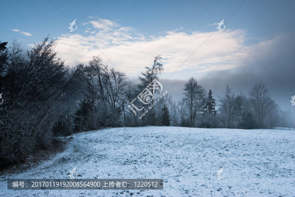 冬天的森林全景
