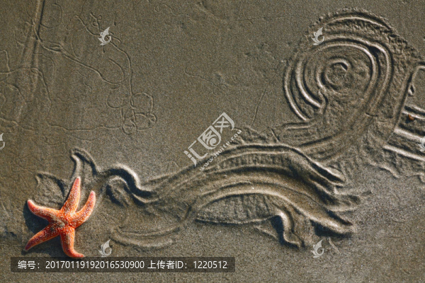海灘上的海星