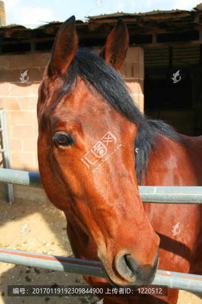 深棕色的馬