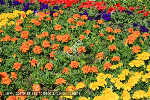 金盞花和Petunia,Flowers